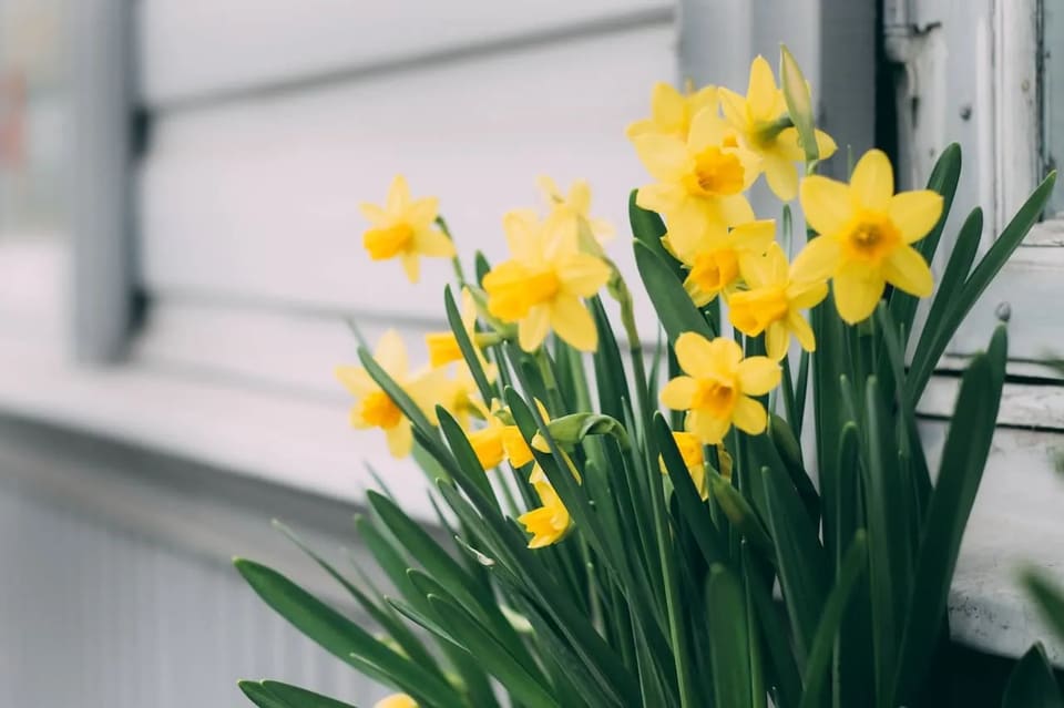 daffodils blooming in the Oklahoma spring in front of a house.